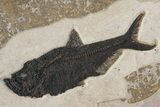 Green River Fossil Fish Mural with Giant Phareodus #295644-4
